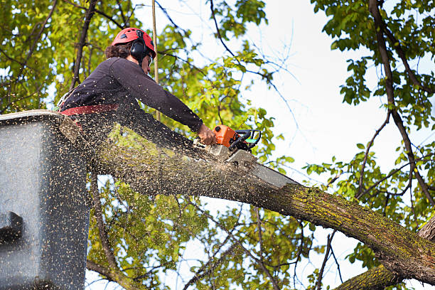 Emergency Tree Services in Grants Pass: Prompt Solutions for Tree-Related Emergencies post thumbnail image