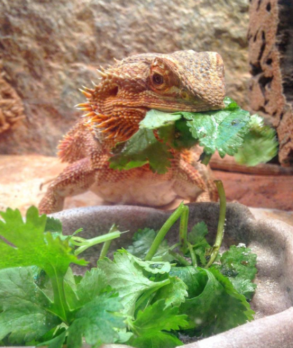 The Cucumber Conundrum: Should Bearded Dragons Consume this Vegetable? post thumbnail image