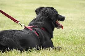 The Benefits of Martingale Collars: Gentle Control for Pullers post thumbnail image