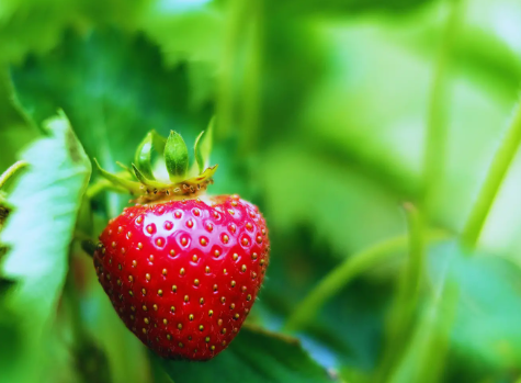 Kiwi Blueberry Nutrients Fertilizer: Optimize Nutrient Uptake for Flavorful Fruits post thumbnail image