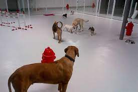 Unleash the Fun: Dog Daycare Las Vegas – Play, Socialize, and Wag post thumbnail image
