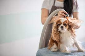 Higher-Rate Dog Dryer – What Exactly Are Major Information To Consider? post thumbnail image