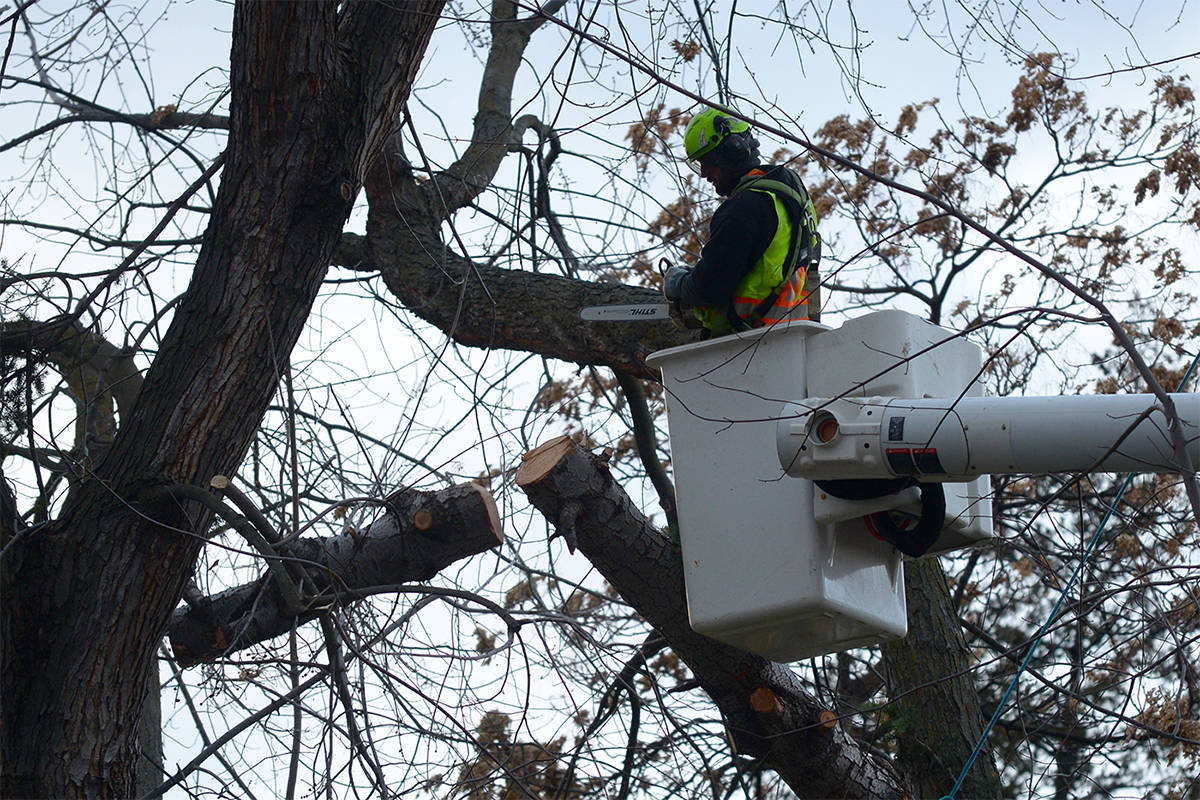 Action Tree Service: Your Reliable Partner for Professional Tree Care in Kelowna post thumbnail image