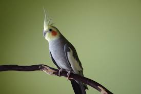 Charming and Colorful: All About the Cockatiel Parrot post thumbnail image