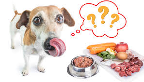 Raw Dog Food and Behavioral Benefits: Improving Focus and Well-being post thumbnail image