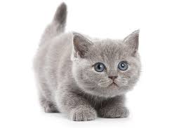 Elegant Companions: Russian Blue kittens Await post thumbnail image