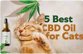 CBD Oil for Cats: The Kitty-Centric Solution post thumbnail image