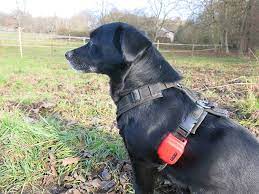 Hunde GPS Tracker: Die moderne Lösung für die Sicherheit Ihres Haustiers post thumbnail image