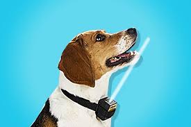 Spray and Obey: The Science Behind Effective Dog Spray Collars post thumbnail image