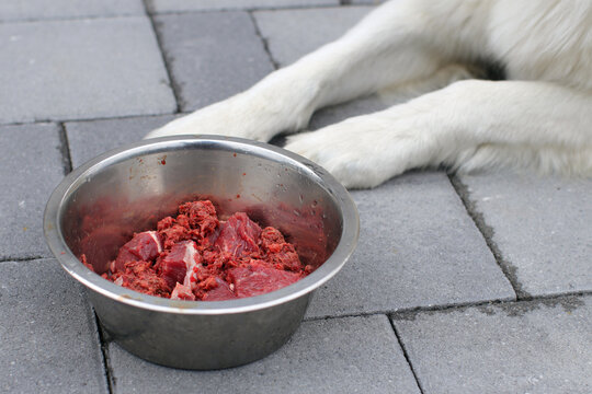 The Ultimate Canine Nutrition: Exploring the Raw Dog Food Diet post thumbnail image