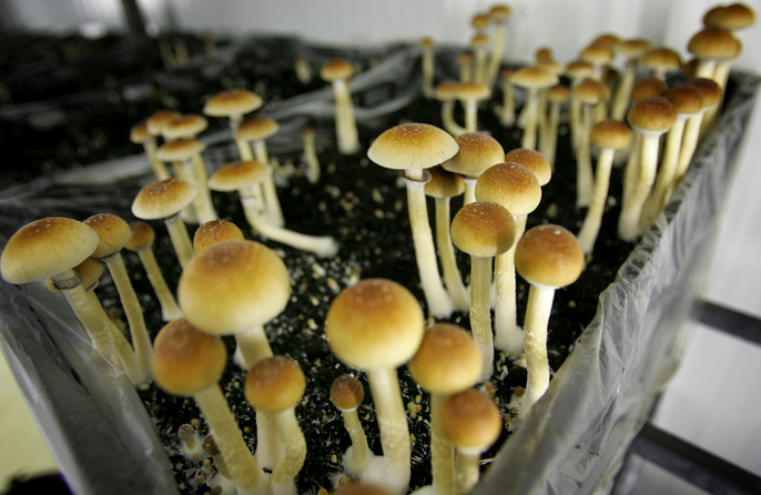 DC’s Psychedelic Playground: Exploring Magic Mushrooms post thumbnail image