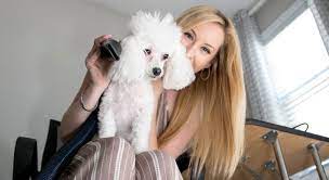 Essential Routine maintenance Strategies for Your Dog Blow Dryer post thumbnail image