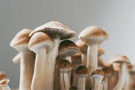 Fungi Delight: The Magical Appeal of Mushroom Gummies post thumbnail image