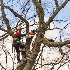 Woodland Wizards: Expert Tree Surgeon Solutions in Macclesfield post thumbnail image
